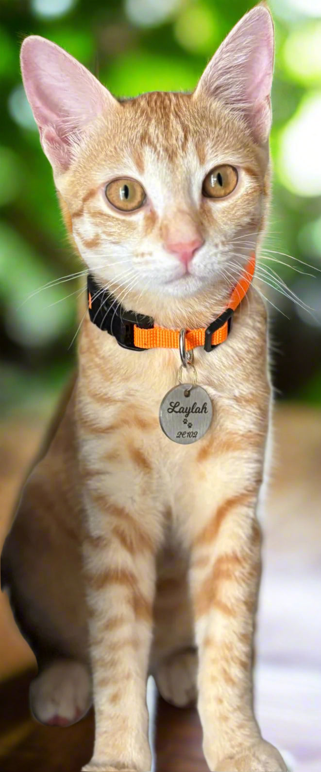Personalised dog name tags Pet ID Personalized Stainless Steel Laser Engraved Tag for small Puppy, Cat, Kitten Customized