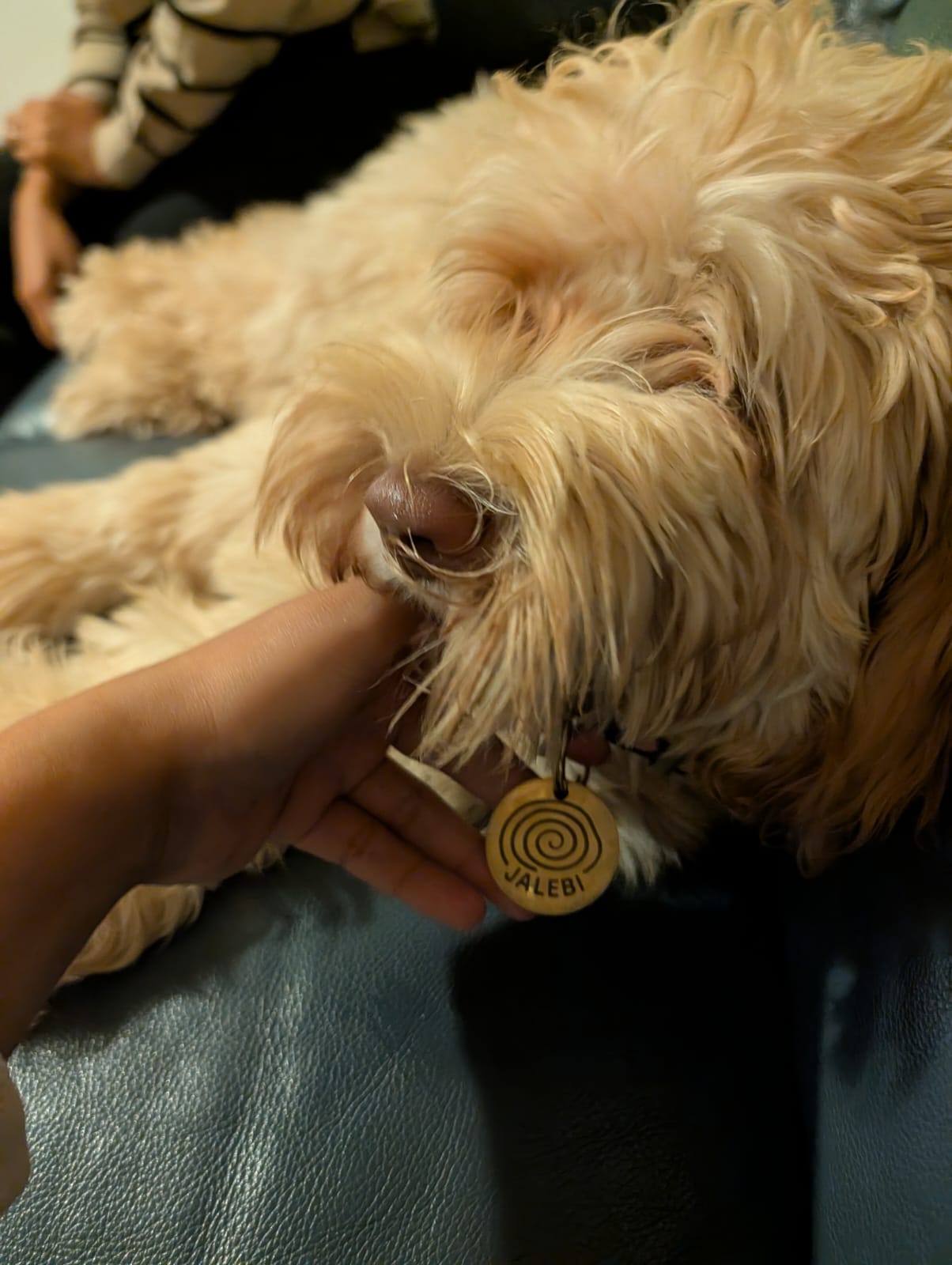 Small dog with a tag on a person's hand