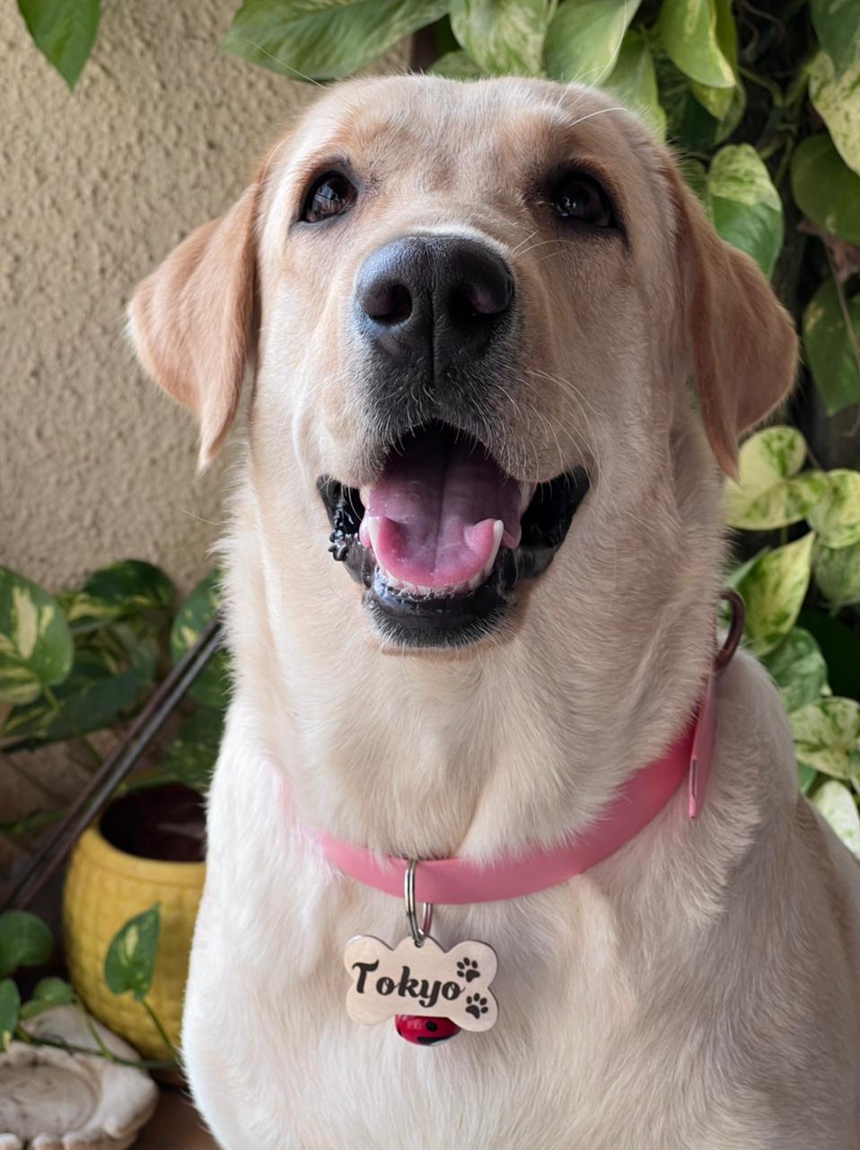 Personalised dog name tags Stainless Steel Engraved Bone Tag for Pet Dog, Cat ID Customized Dog Tag