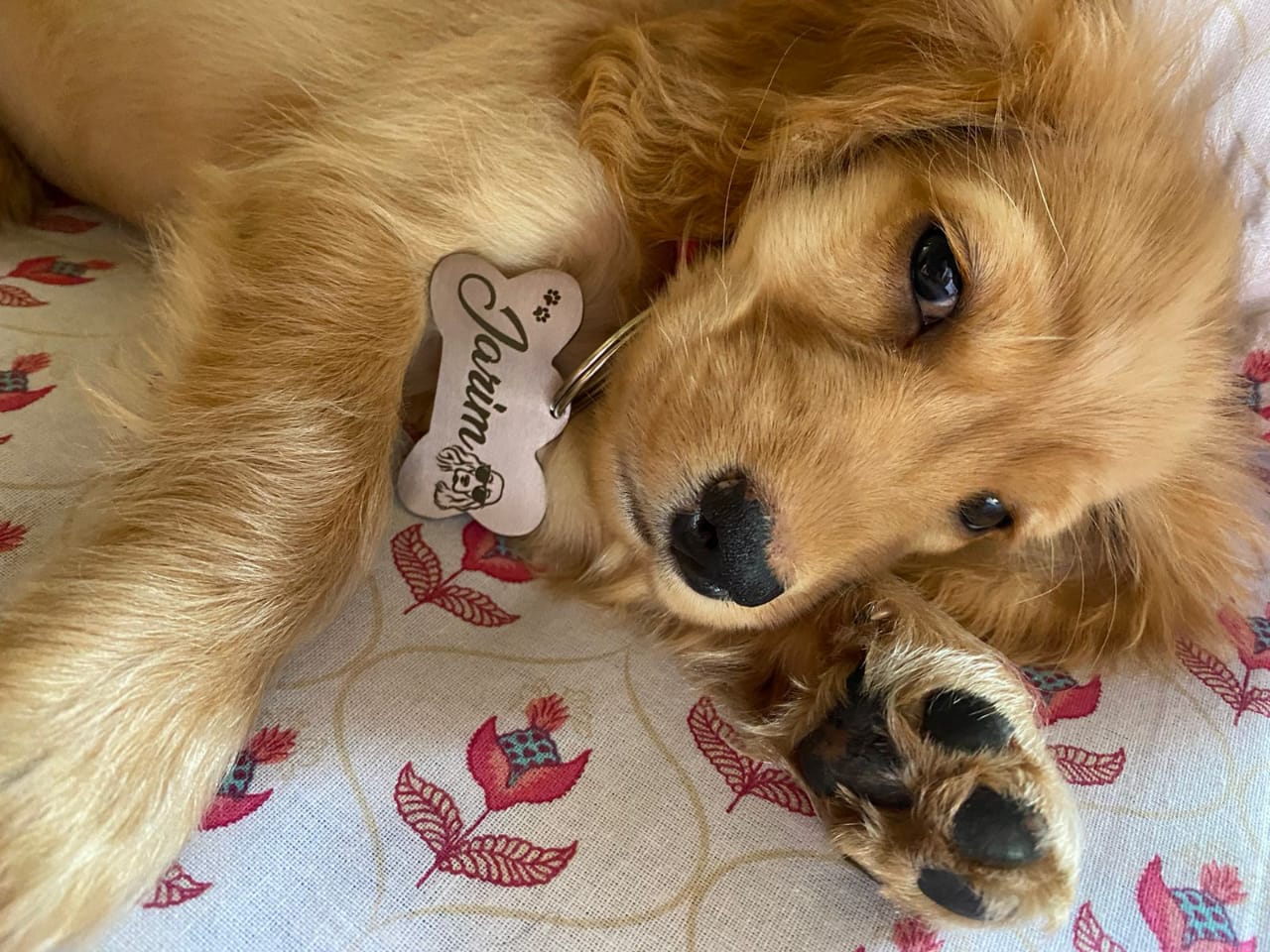Personalised dog name tags Stainless Steel Engraved Bone Tag for Pet Dog, Cat ID Customized Dog Tag