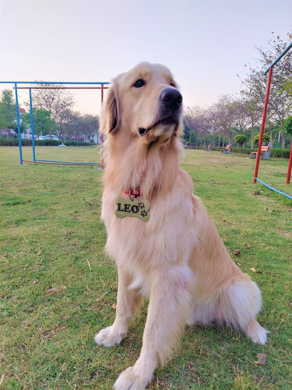 Personalised dog name tags Stainless Steel Engraved Bone Tag for Pet Dog, Cat ID Customized Dog Tag
